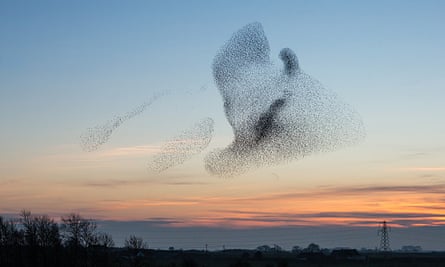 A giant flock of starlings, known as a murmuration near Gretna, Scotland.