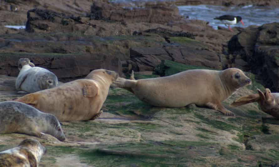 Seals at Whitley Bay on 7 March.