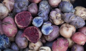 A selection of biofortified potatoes, grown to be higher in zinc and iron.