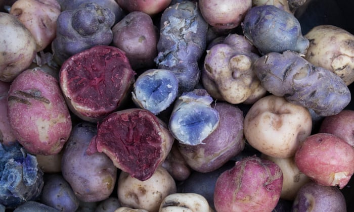 How Peru S Potato Museum Could Stave Off World Food Crisis Climate Change The Guardian