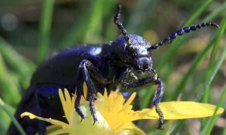 An oil beetle feeding near a coastal path, south-west England.
