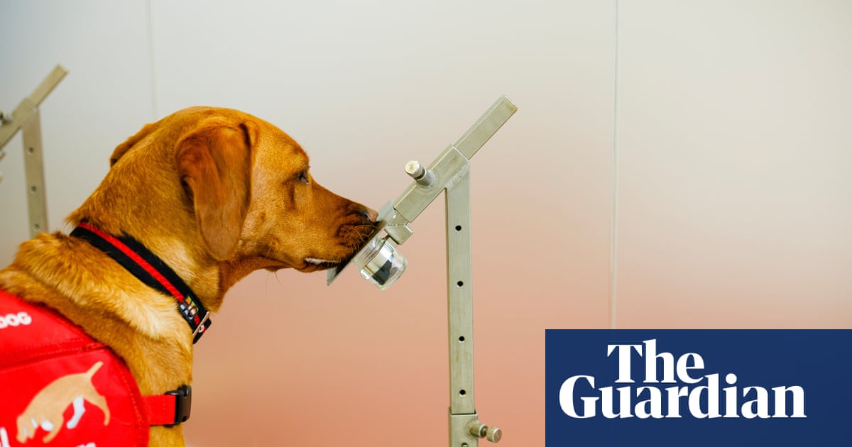 Ruff day? Dogs can detect if people are stressed, research finds