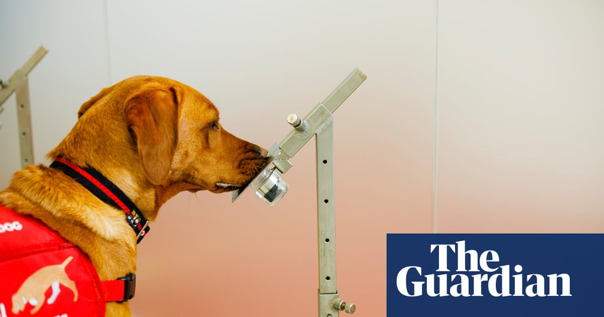 Ruff day? Dogs can detect if people are stressed, research finds - The Guardian