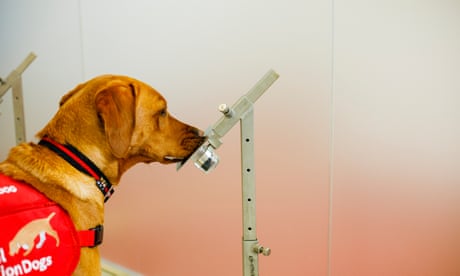A dog sniffs a training odour sample