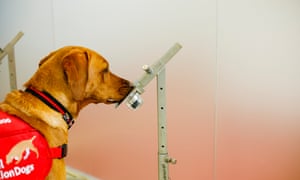 Belle sniffs a training odour sample not containing real Covid-19.