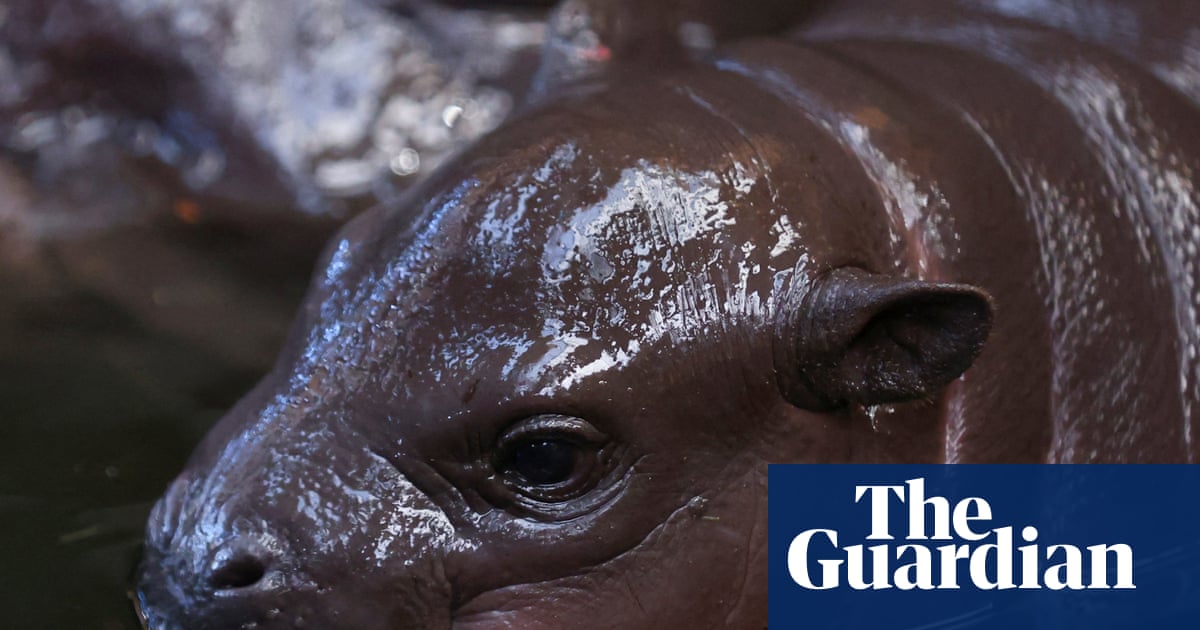 Thursday news quiz: AI mishaps, fan fury and a tiny baby hippo