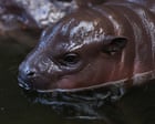 Thursday news quiz: AI mishaps, fan fury and a tiny baby hippo