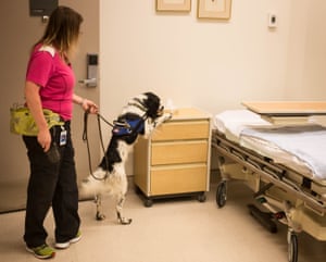 Angus, the C difficile sniffing dog.