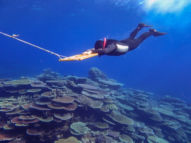 A diver is towed over a reef as part of the monitoring program