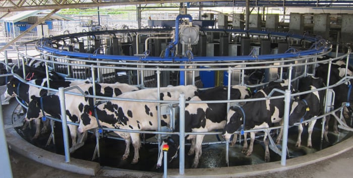 Transforming The Bush Robots Drones And Cows That Milk Themselves Rural Australia The Guardian