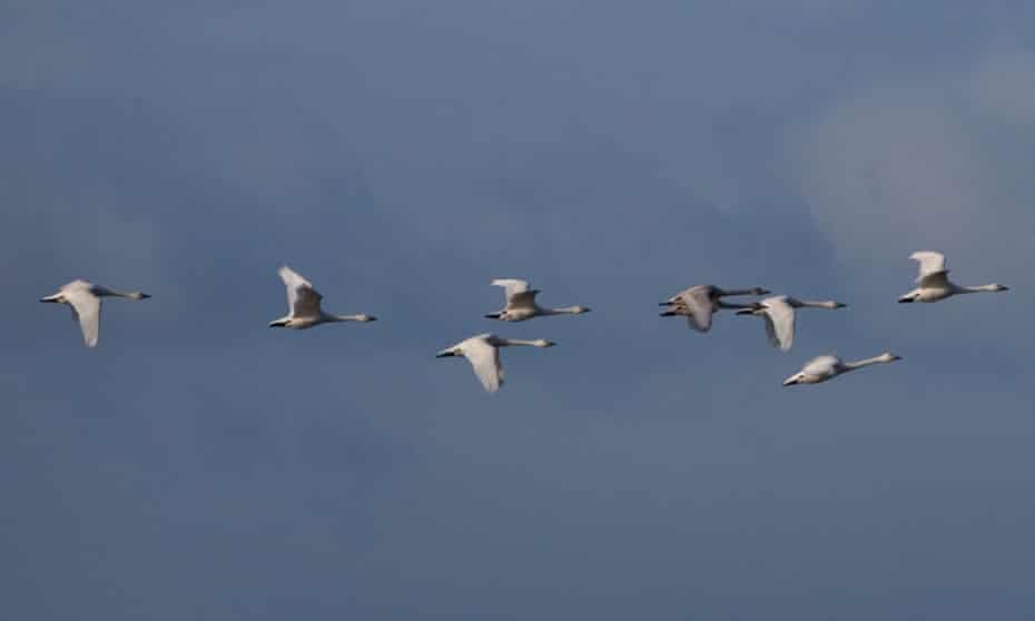 Whooper swans flying over the Cambridgeshire fens.