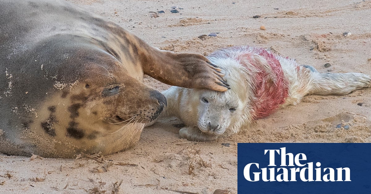 ‘Britain’s wildlife safari’: baby boom in Norfolk as seal colonies flourish | Global development ‘Britain’s wildlife safari’: baby boom in Norfolk as seal colonies flourish | Global development