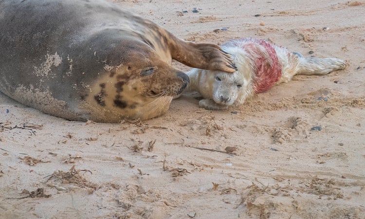 ‘Britain’s wildlife safari’: baby boom in Norfolk as seal colonies flourish ‘Britain’s wildlife safari’: baby boom in Norfolk as seal colonies flourish
