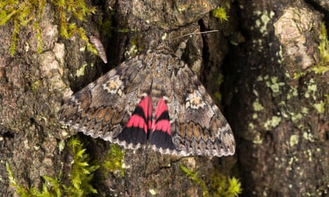 How to Prevent Moths, According to Experts 2021