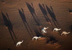 Camels walk along the dunes as drivers compete during the Stage 5 of the Dakar 2023 around Ha’il, Saudi Arabia