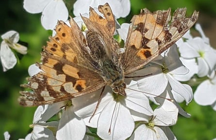 A newly arrived painted lady with ragged, worn wings.