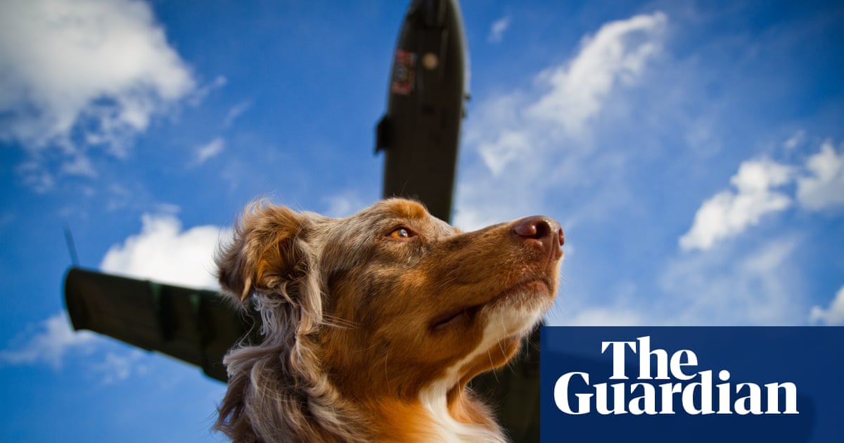 Counterfeit canines: the air travelers with fake service dogs | Life and  style | The Guardian