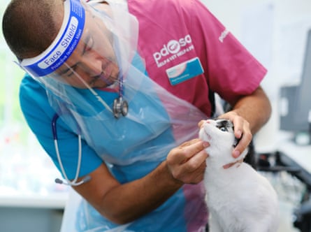 Un veterinario de PDSA trata a un gato.
