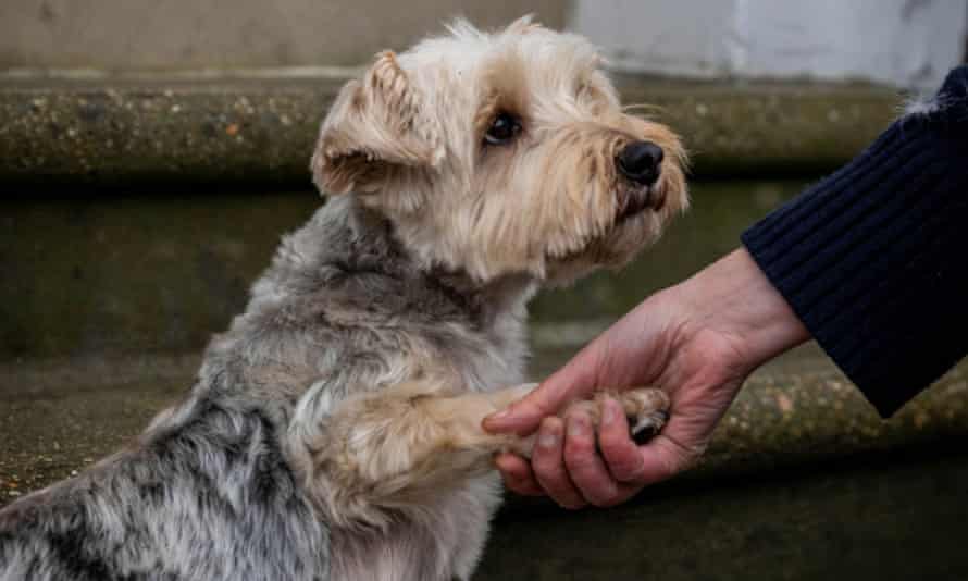 Cute rescue dog