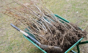Nature S Root Cbd Nature S Root Cbd