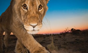 A lion in the Kalahari Desert, South Africa.