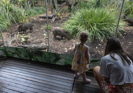 People watch peccaries