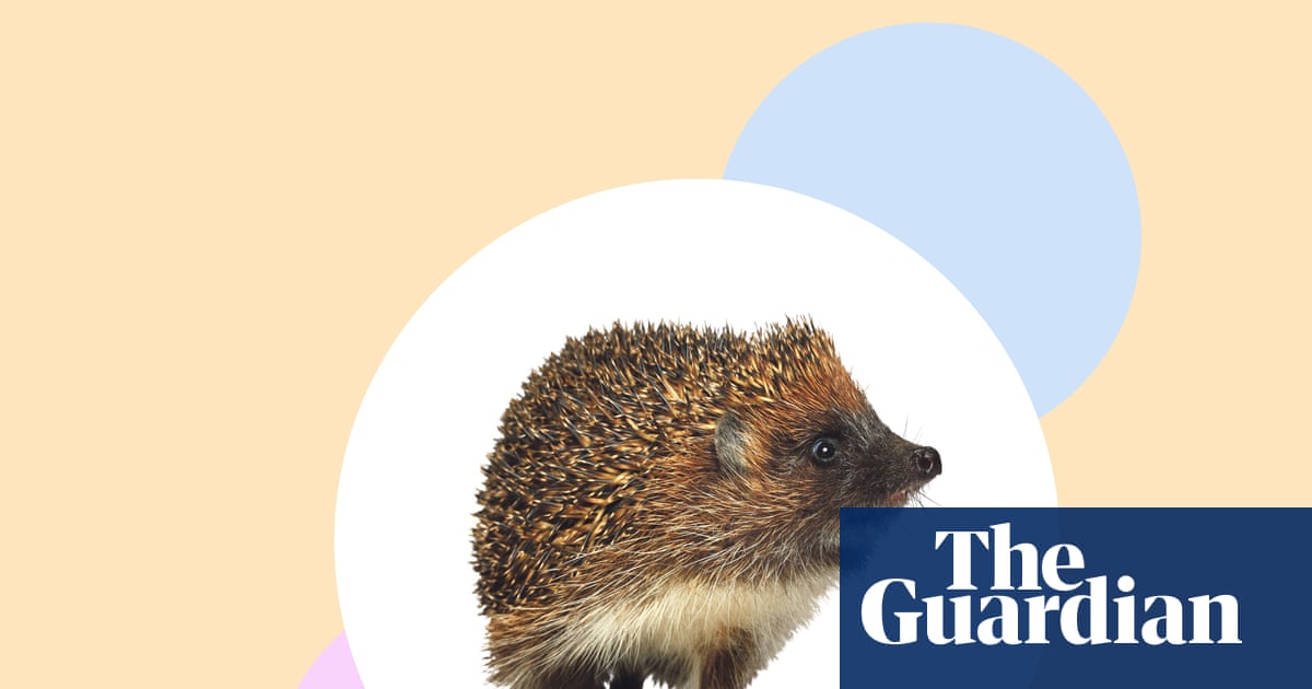 Create hedgehog havens – and seven other ways to help our prickly friends