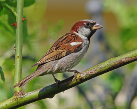 A male House Sparrow perched on a small branch. Swindon, Wiltshire, United Kingdom