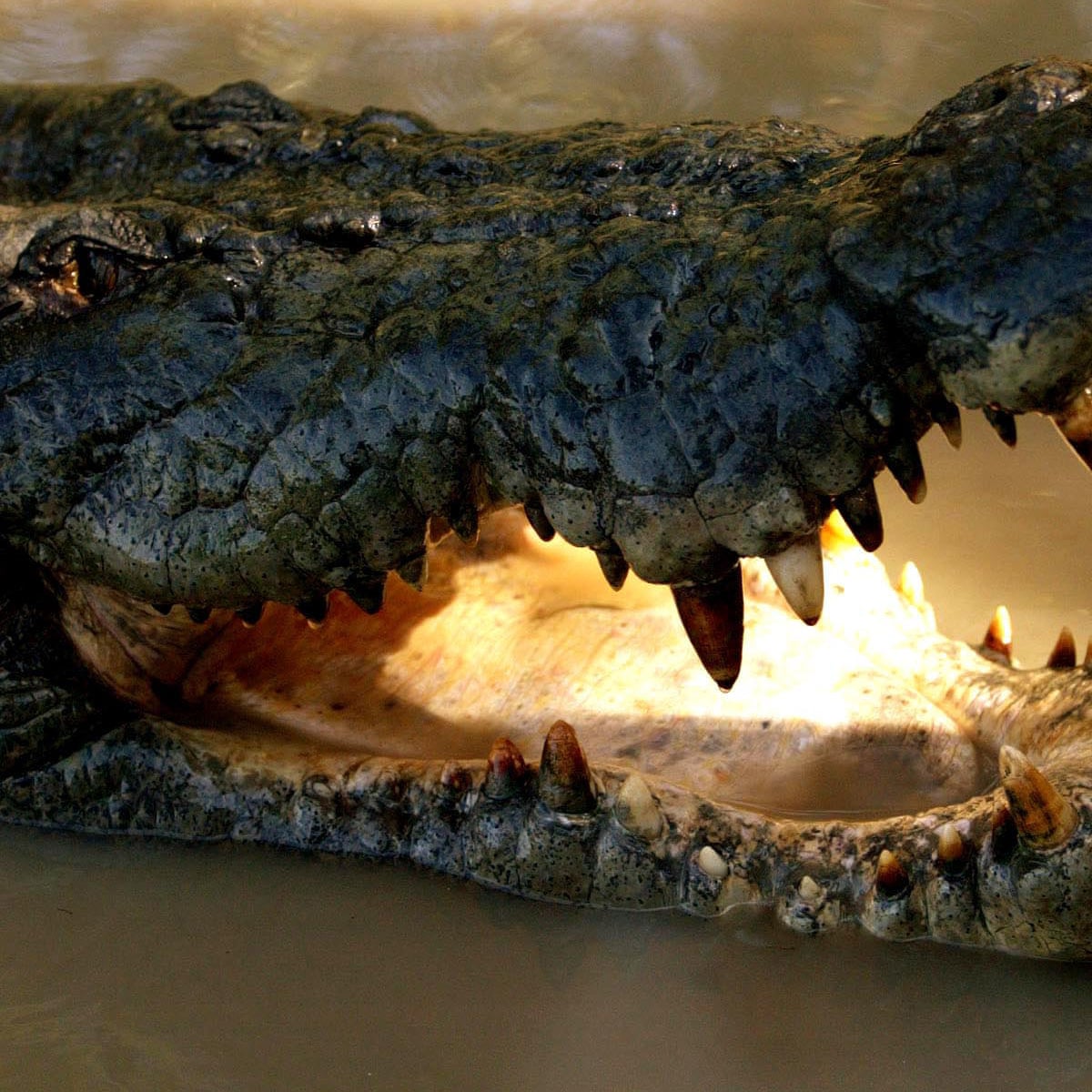 Crocodile Attacks Tourist During Rockpool Dip In Western Australia Australia News The Guardian