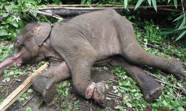 Young Asian elephant caught in a snare in Mondulkiri Province, Cambodia. The snare was likely set to catch a wild pig, the elephant juvenile perished before vets could get to the scene. 