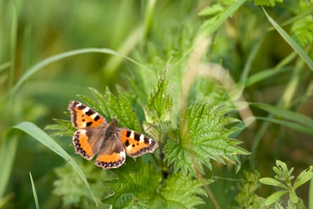 A small tortoiseshell butterfly (Aglais urticae).