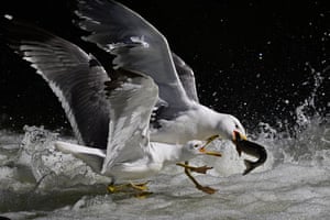 Seagulls fight over a fish on the surface of water