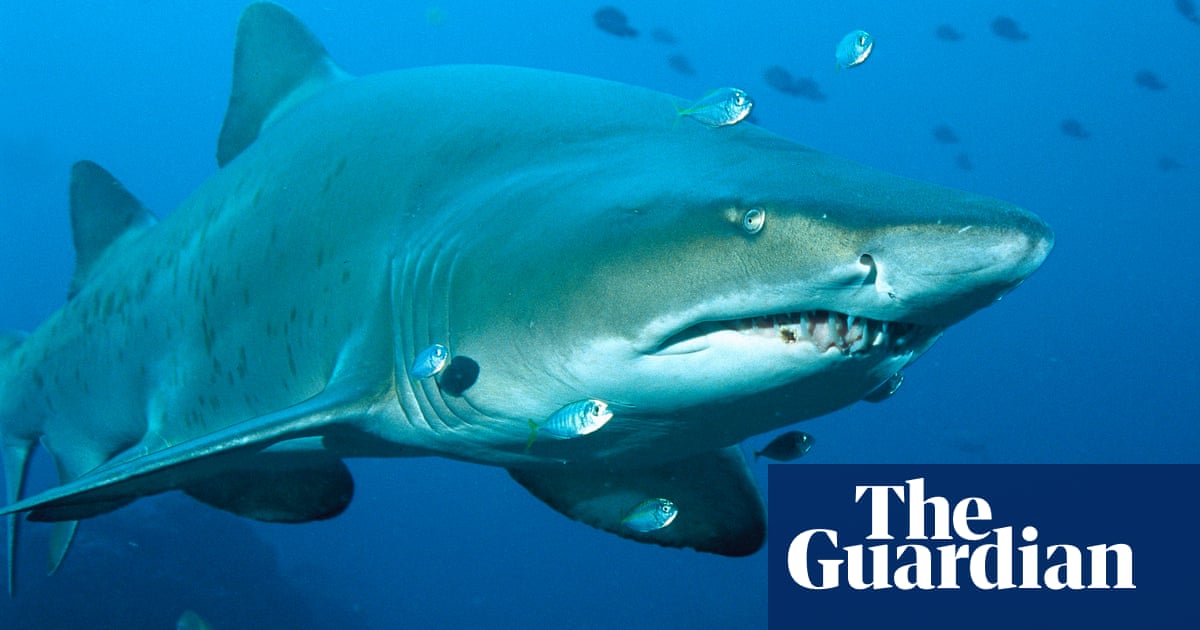 Whitsundays shark attacks occurred in swimming 'no-go zone', conservationists say | Australia news | The Guardian