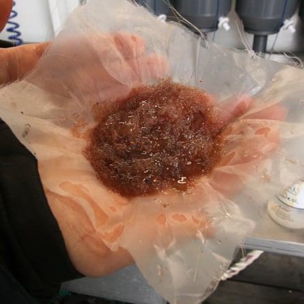 One of the ship's crew holds a fine-mesh net with a red paste of the tiny creatures