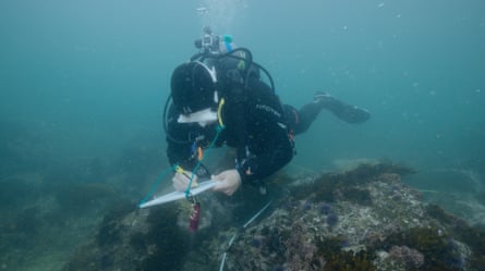 A scuba diver under water
