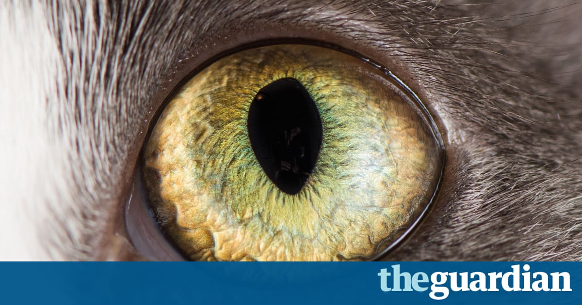 My Childhood Friends Are Trying To Kill Me Ch 1 My cat really is trying to kill me – and you | Life and style | The