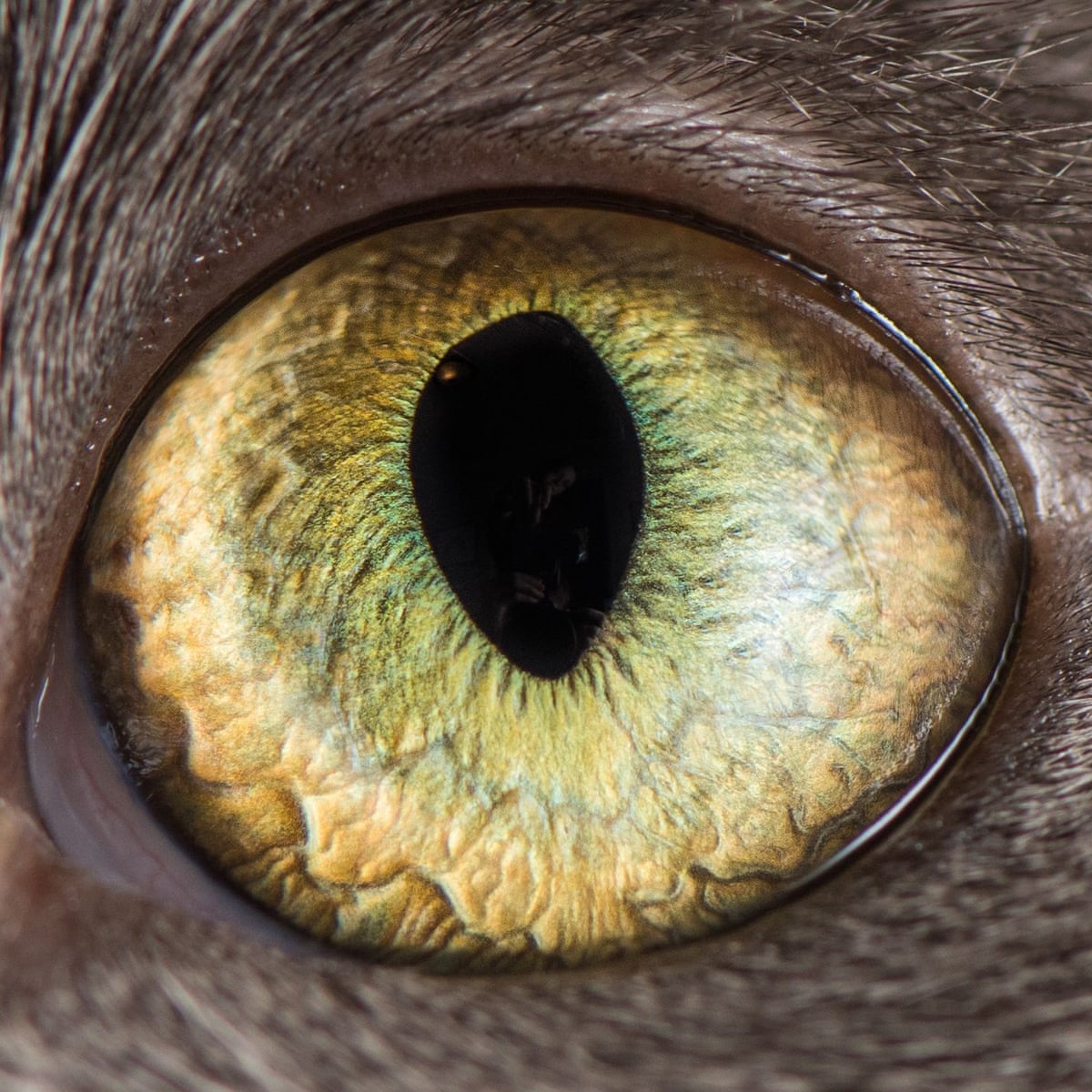 My Cat Really Is Trying To Kill Me And You Cats The Guardian