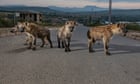 The hyenas of Harar: how a city fell in love with its bone-crunching scavengers
