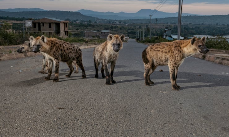 The hyenas of Harar: how a city fell in love with its bone-crunching carnivores