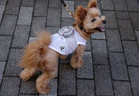 A terrier cross wears a battery-powered ‘air conditioner’ comprising a mesh vest with a fan mounted on the back 