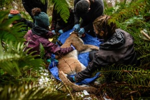 Olympic Cougar Project members work to replace the GPS collar on Lilu. After being plunked by a tranquilliser dart, the groggy cat climbed down the tree and went to sleep