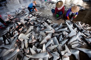 Thousands of shark fins are offloaded and sorted for market