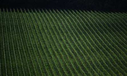 Rows of vines in south-east England