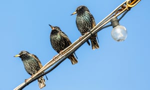 Starlings taking time out during the day on an electricity cable, Hampshire, UK.