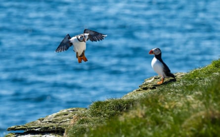 Two puffins on a cliff by the sea