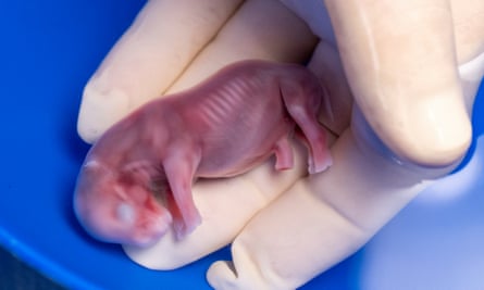 A white rhino embryo created in a lab and later transferred into a southern white rhino surrogate.