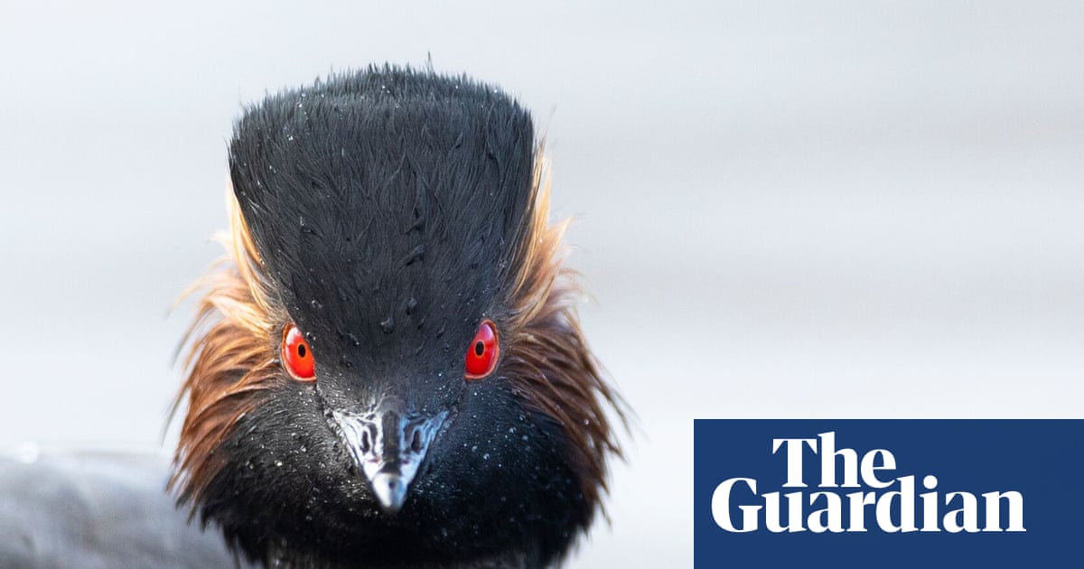 ‘Nature thrives when given a chance’: restored Cheshire wetland now a haven for rare grebe