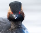 ‘Nature thrives when given a chance’: restored Cheshire wetland now a haven for rare grebe
