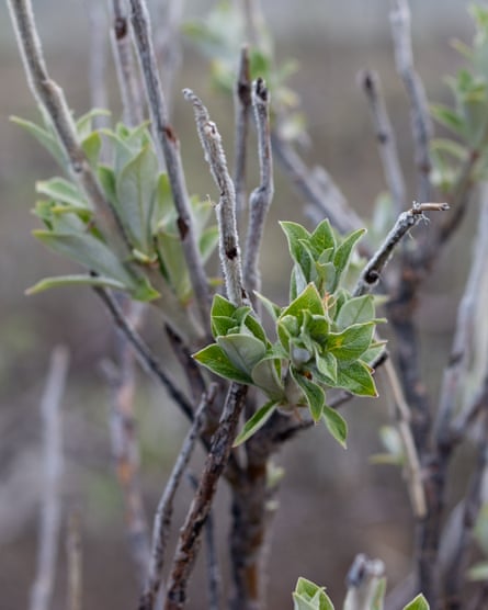 A feltleaf willow - a small sapling of a tree with sprouting green leaves A feltleaf willow - a small sapling of a tree with sprouting green leaves