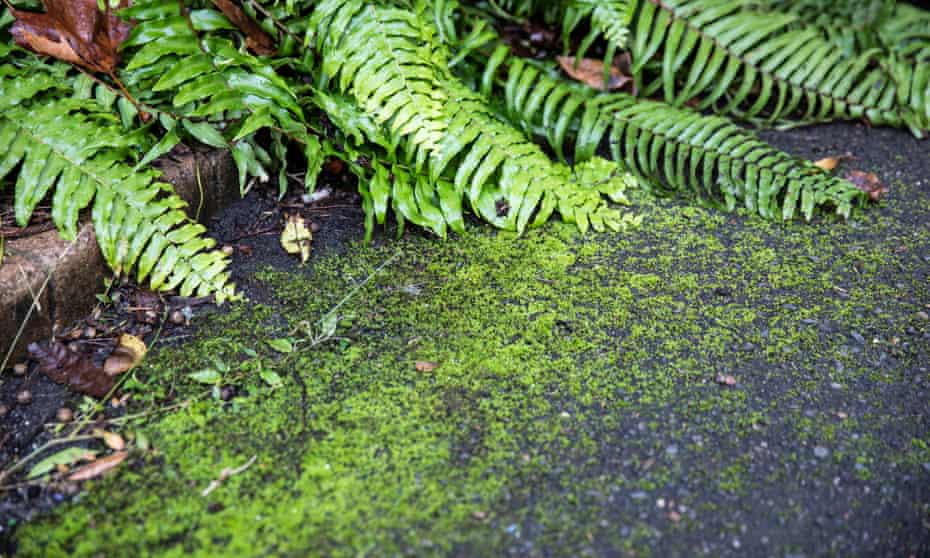 Moss on a footpath in the Royal Botanical Gardens in Sydney
